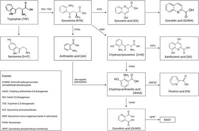 Tracking TRYCAT: A Critical Appraisal of Kynurenine Pathway Quantifications in Blood